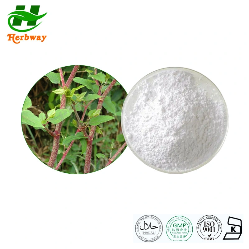 Herbway Kosher Halal Fssc HACCP Certified Polygonum Cuspidatum Resveratrol Polydatin Plant Extract