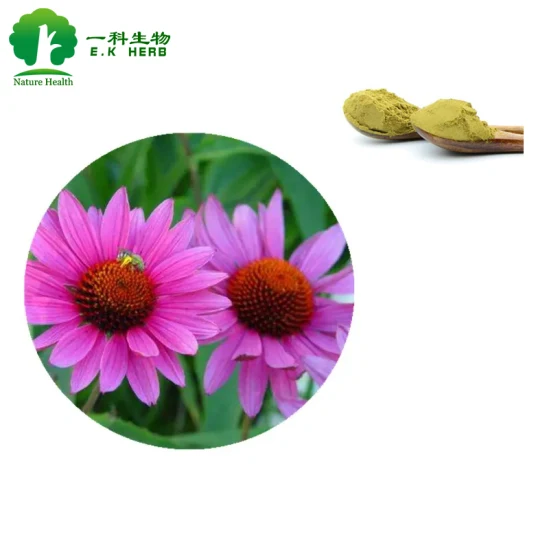 E. K Herb 100% Natural Pure Echinacea Purpurea Extract Cichoric Acid, Polyphenols HPLC UV Echinacea Extract